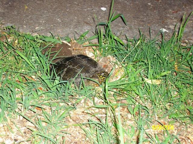 Doar ...  NATURA - sany0610.JPG